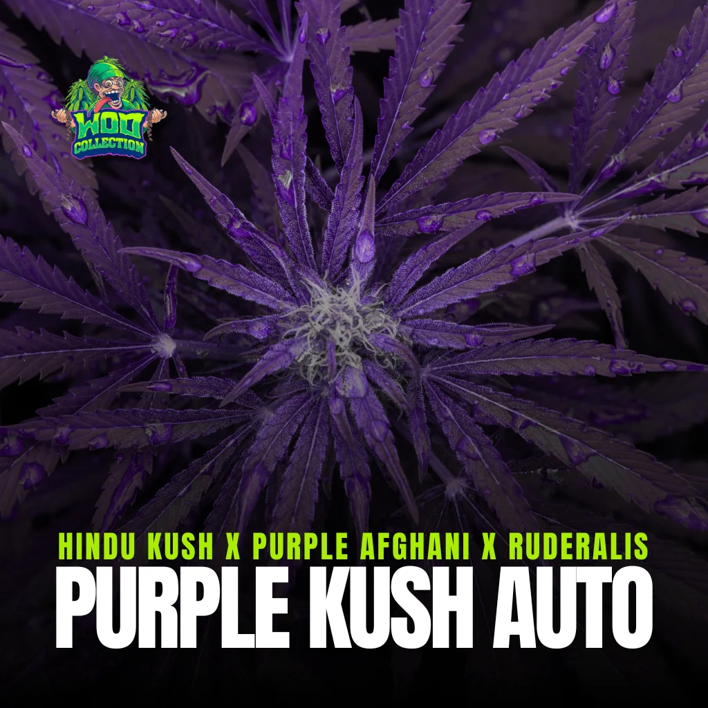 Purple Kush Auto