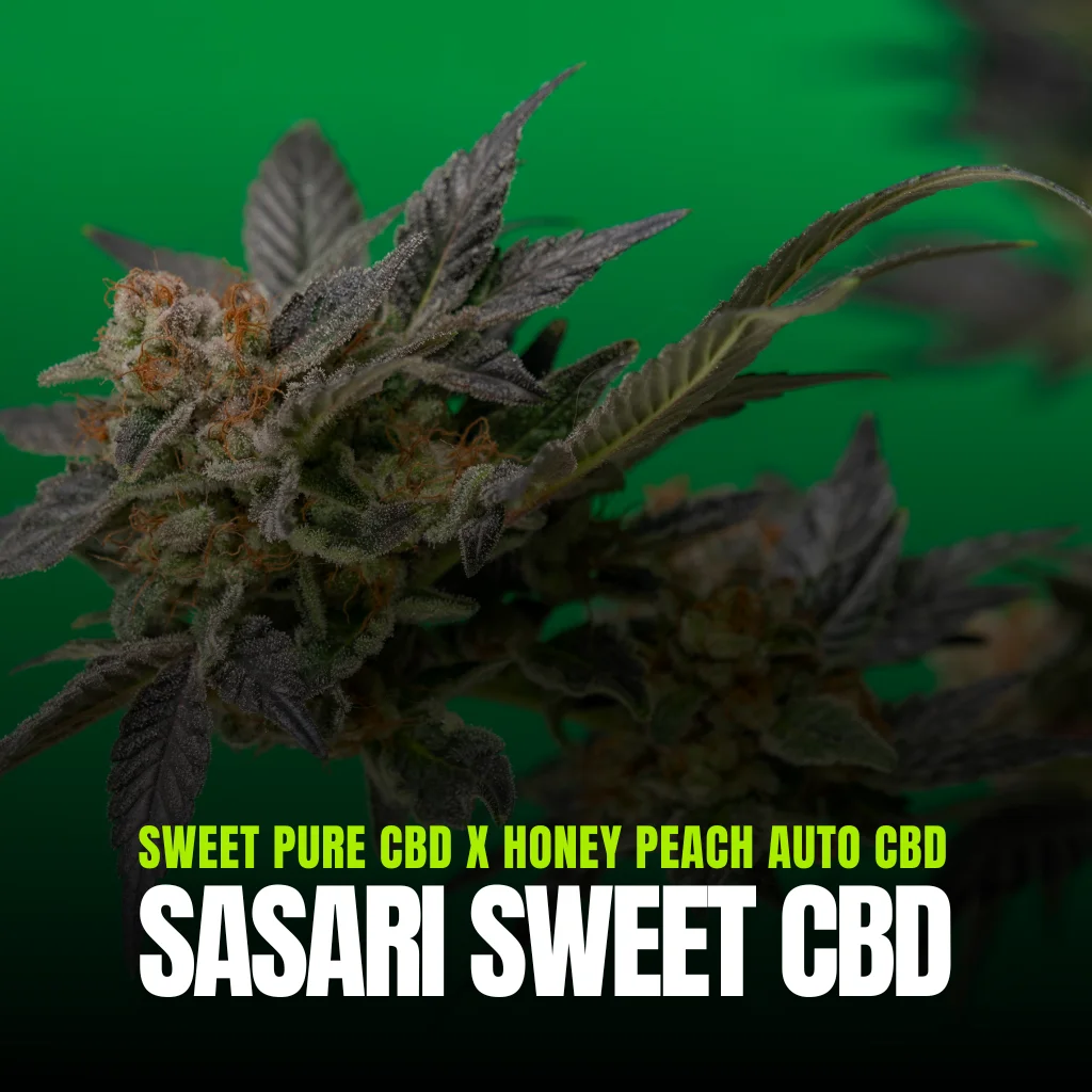 Sasari Sweet CBD