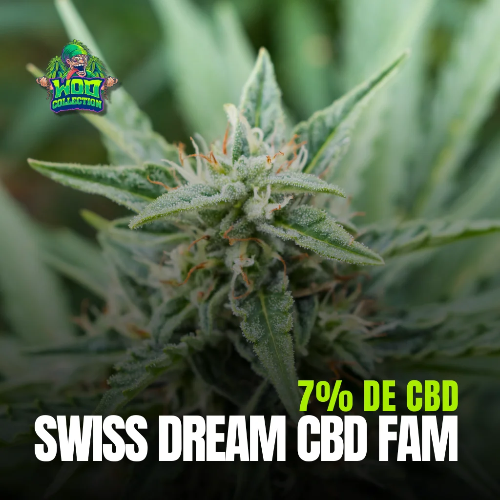 Swiss Dream CBD