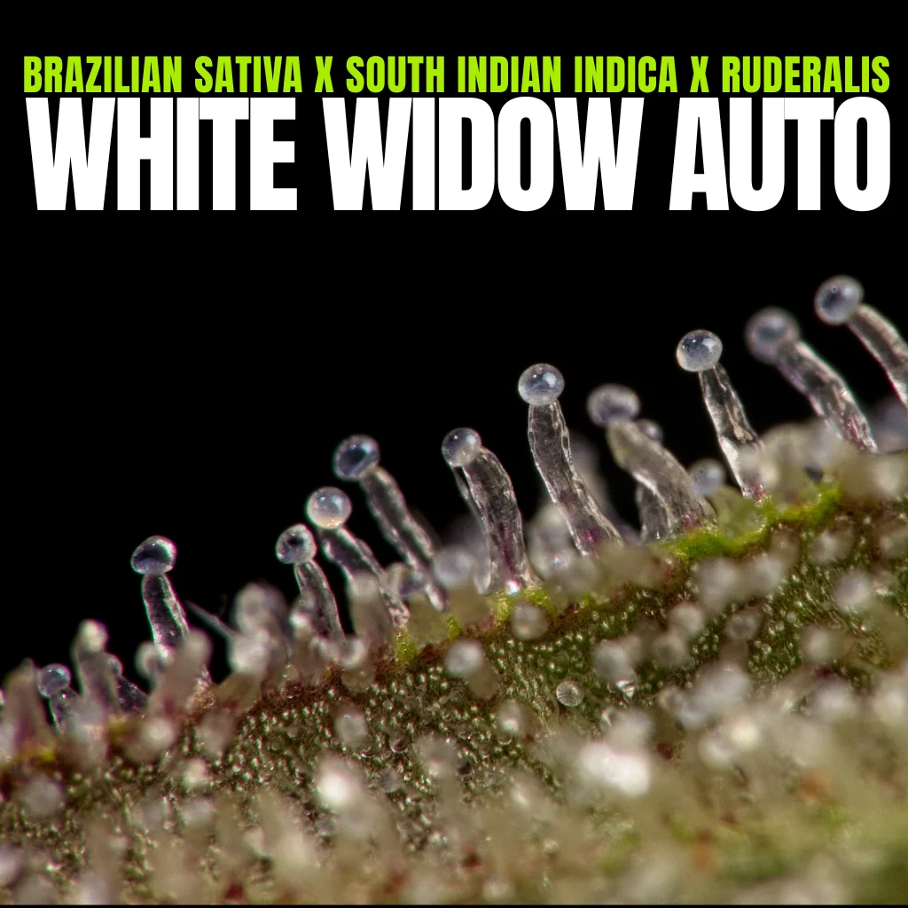 White Widow Auto