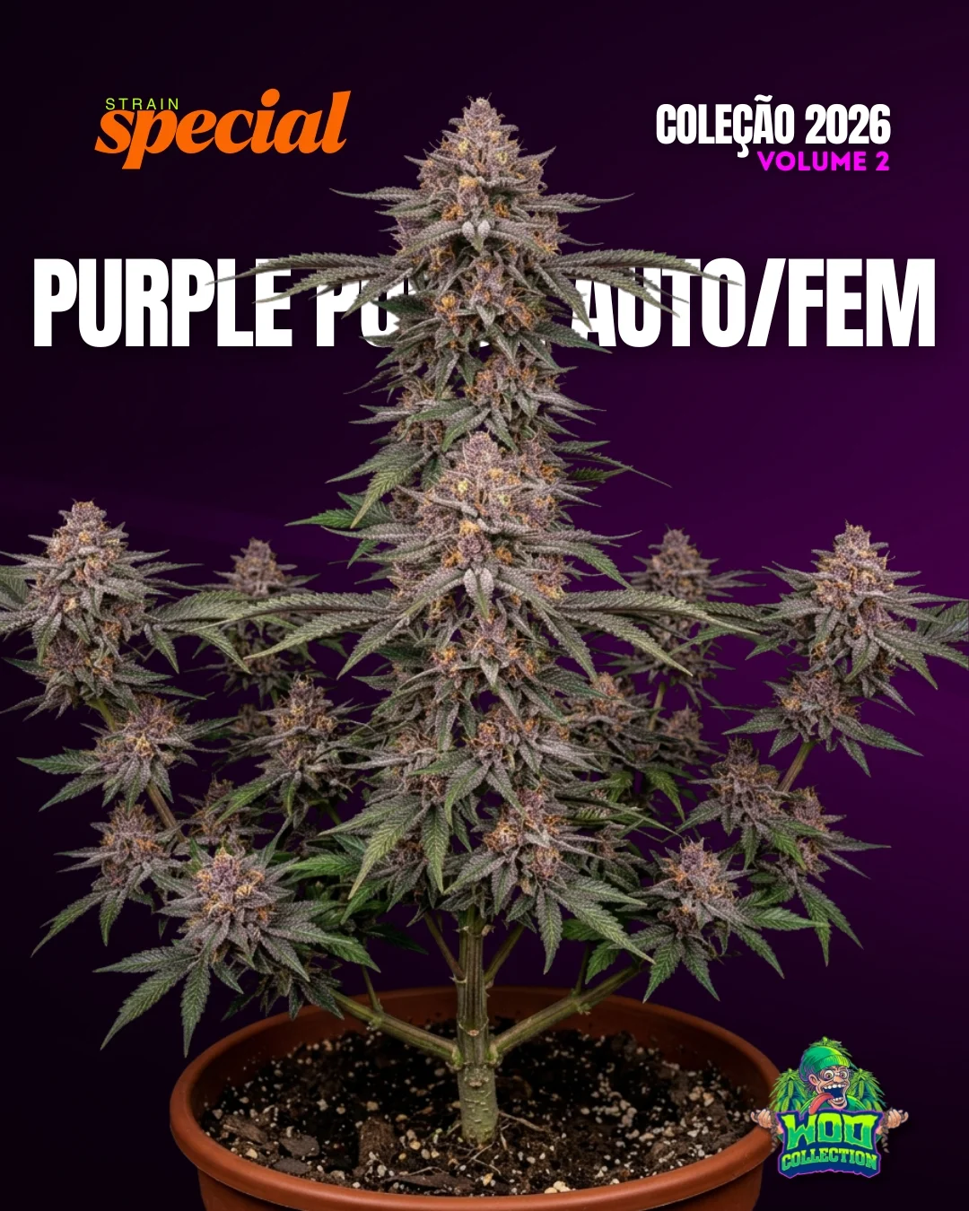 PURPLE PUNCH AUTO/FEM GROWSTARTER
